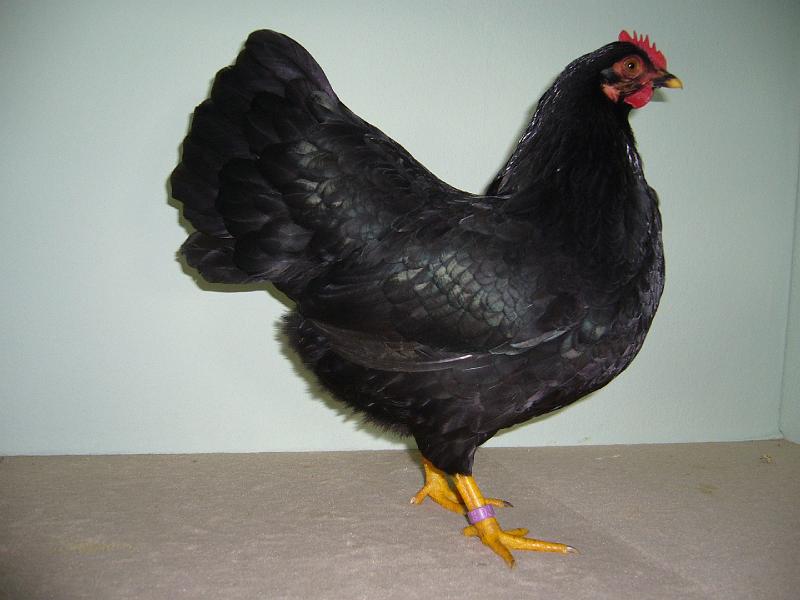 Muenster 2008 258.jpg - Zwerg Barnevleder schwarz von Anna Lügges Preis V97 LVEJ